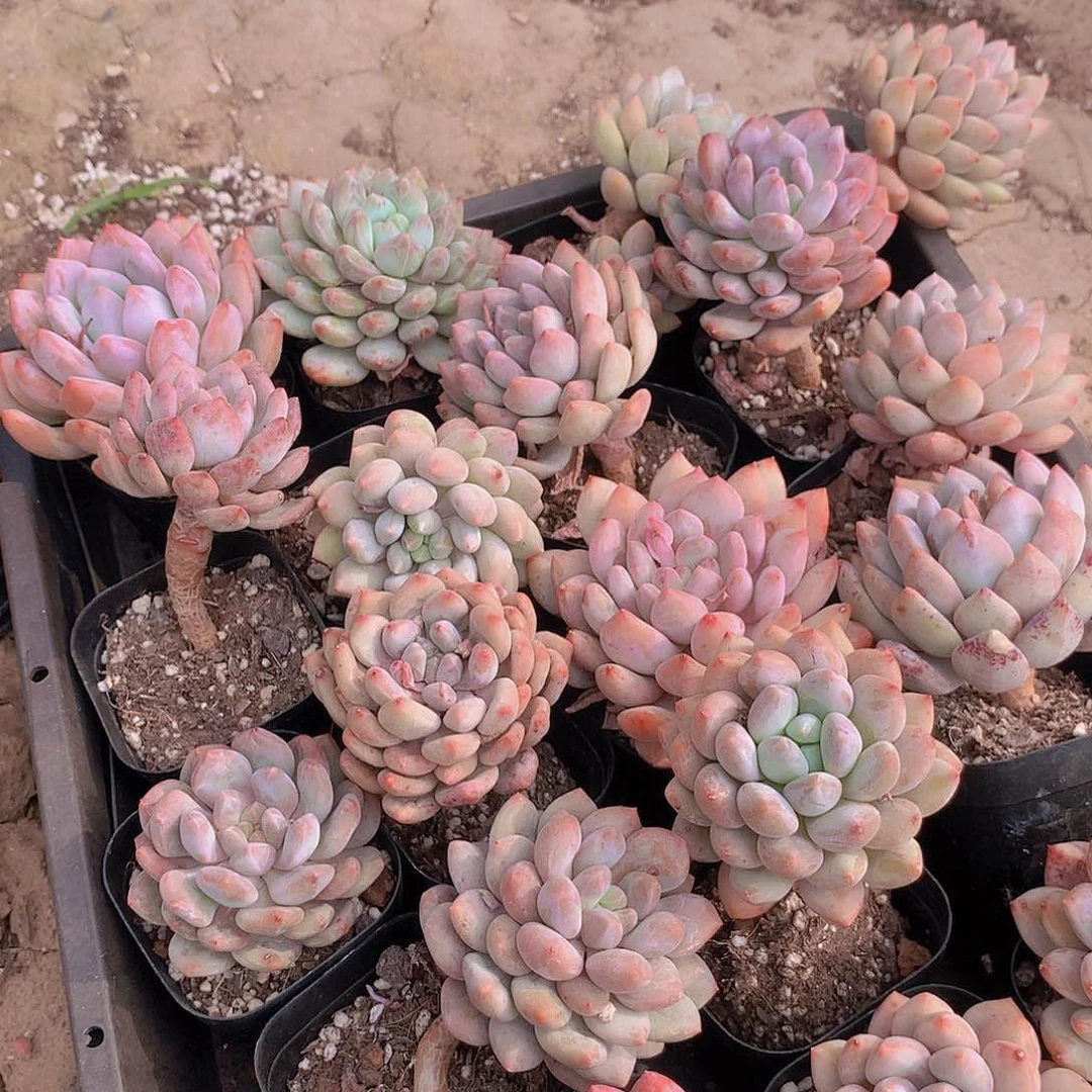 5.8半夏捡漏25677889990