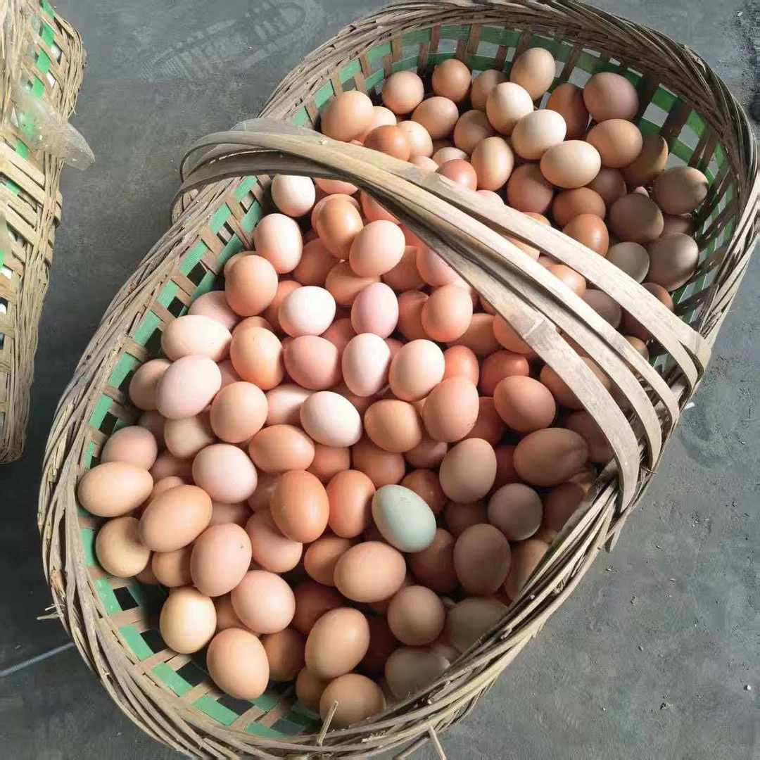 柴鸡子农家散养散养土鸡蛋正宗新鲜现捡五谷虫草蛋营养蛋