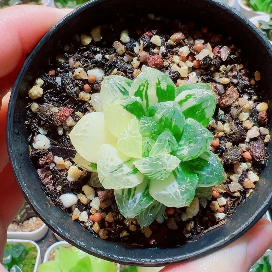 福利，玉露锦，9.9，6666