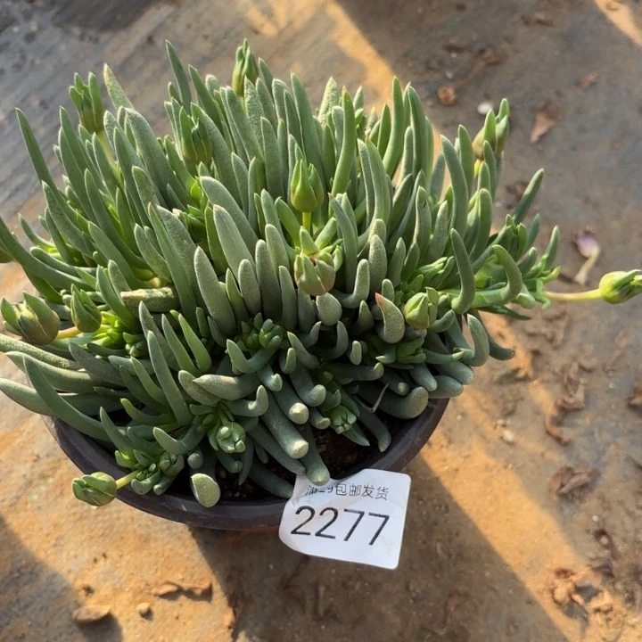 奔龙多肉植物2277