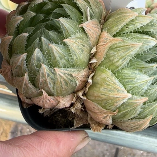 187樱水晶 一物一拍多肉