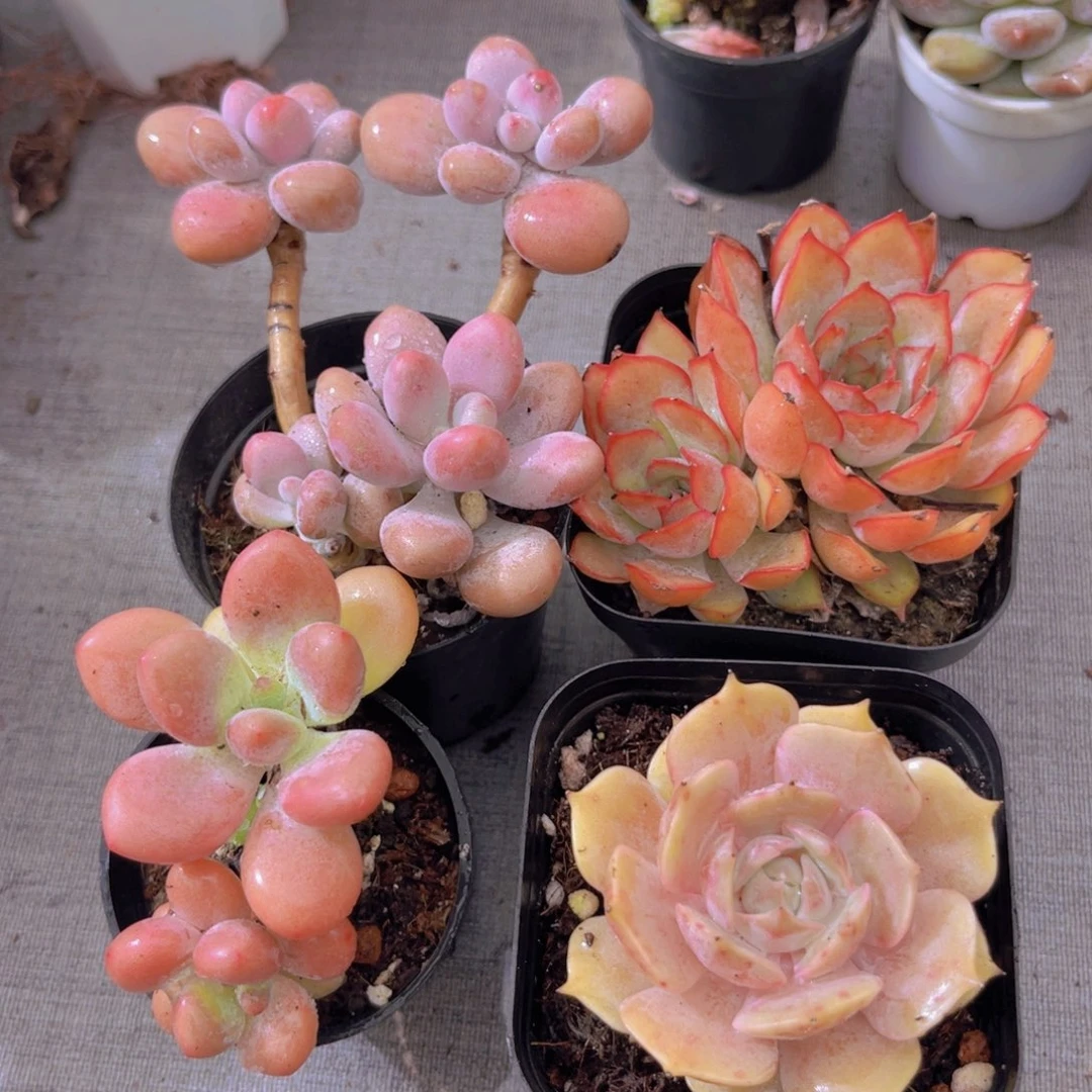 桃蛋。洛神。露娜莲。菲欧娜