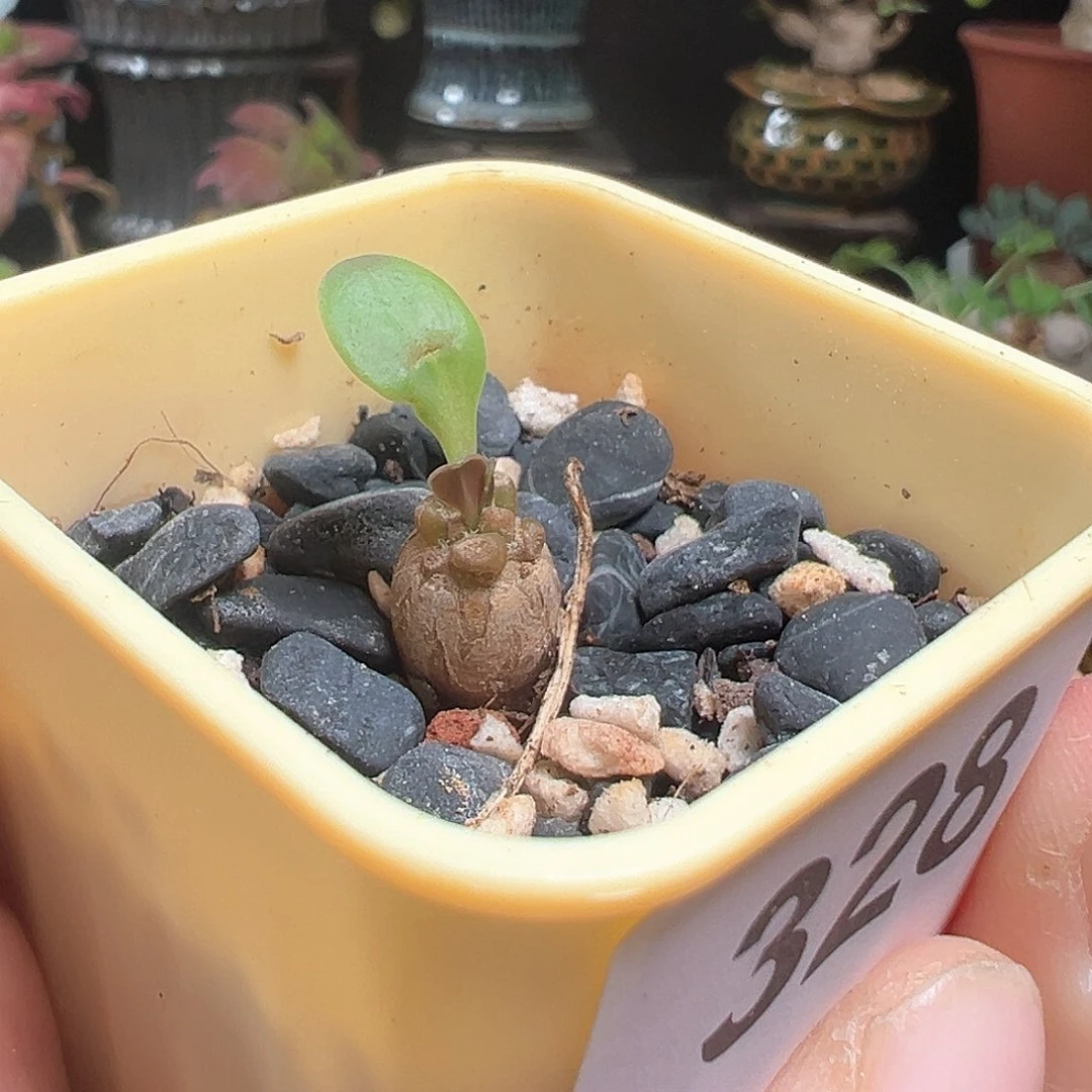 装甲厚敦菊带盆包邮