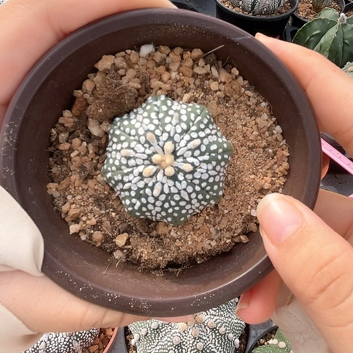 3.9cm小奇迹一物一拍