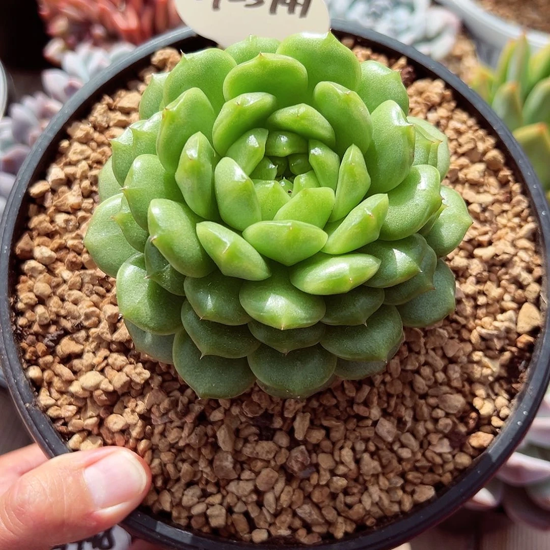 0923-147灯泡珍妮
