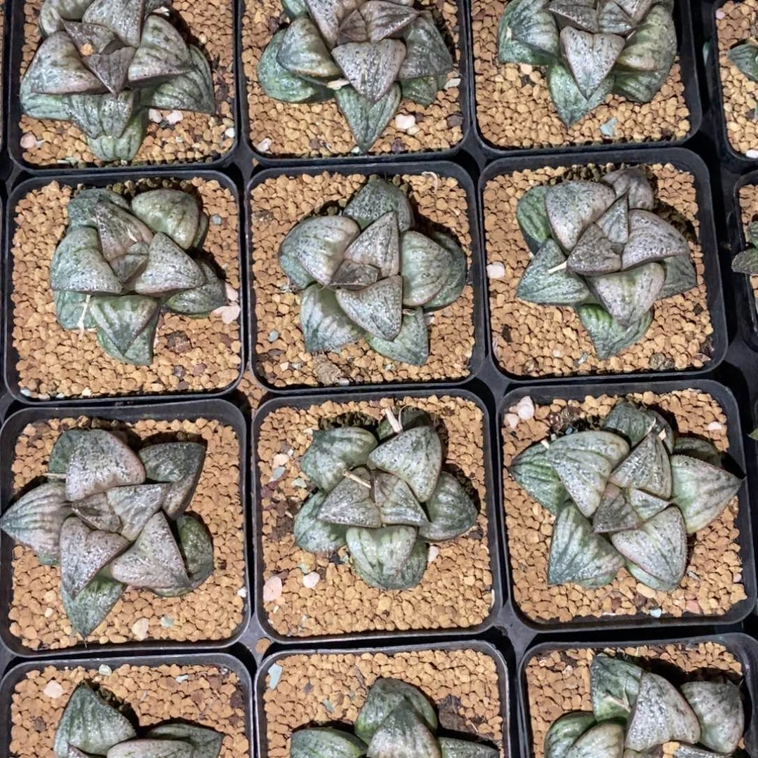 明皇蟹一颗 高货 双蛋福利