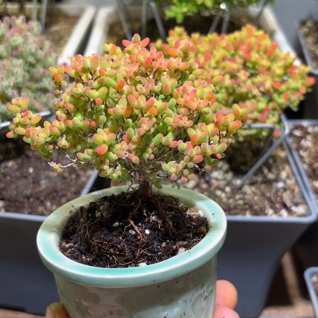 密橘糖球枝干番杏348