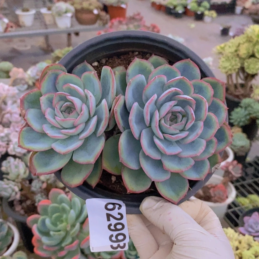 6299晨露双头一物一拍