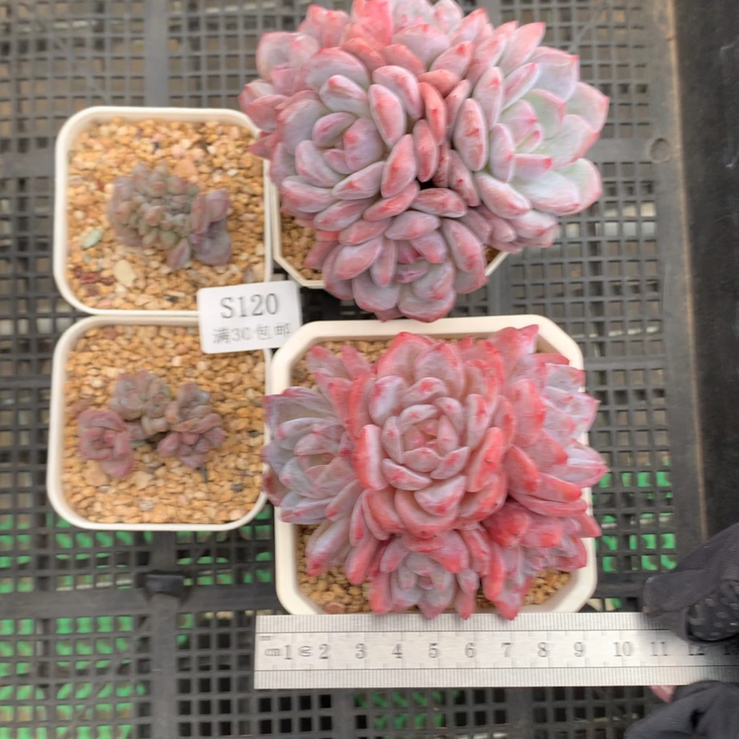 艳***飞120。韩橙群生。石榴籽星影。