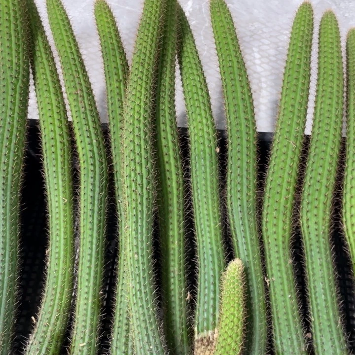 自根彩舞柱金妞30公分左右