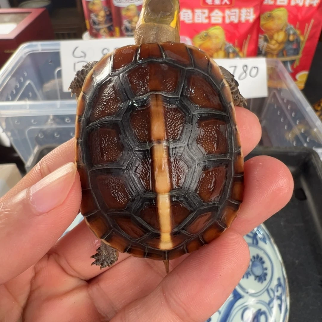 母长**O安了红面