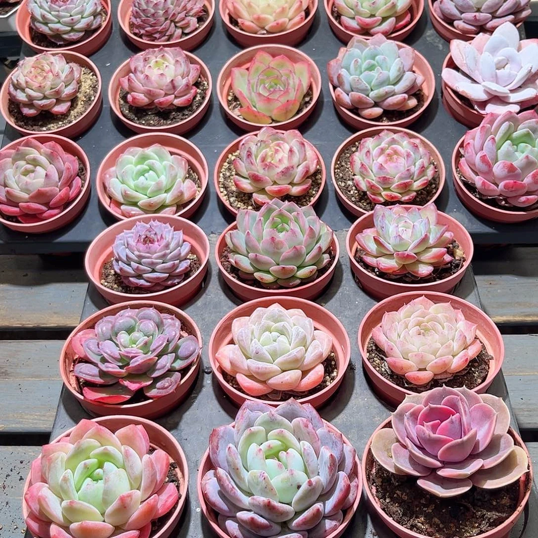 木9颗19.9 8cm口径圆盆单头含盆含土量拍