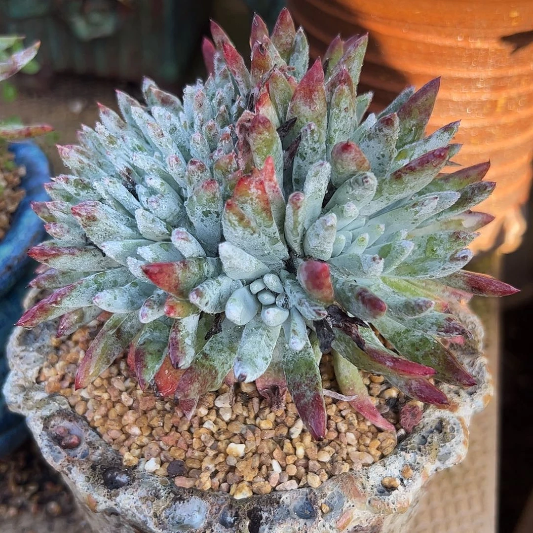 4007海瑟缀化仙女杯