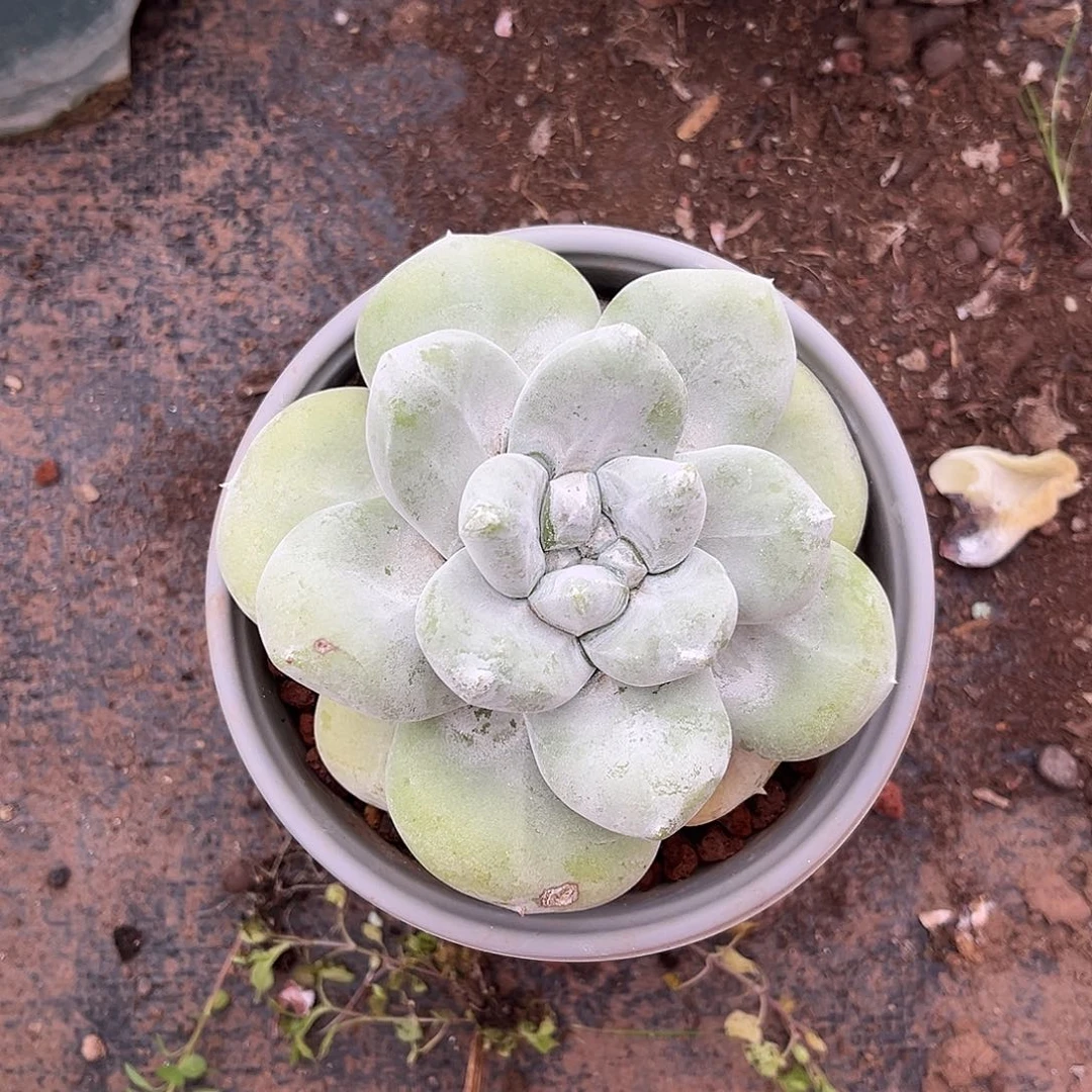 曲***钱小鹿多肉一物一拍585