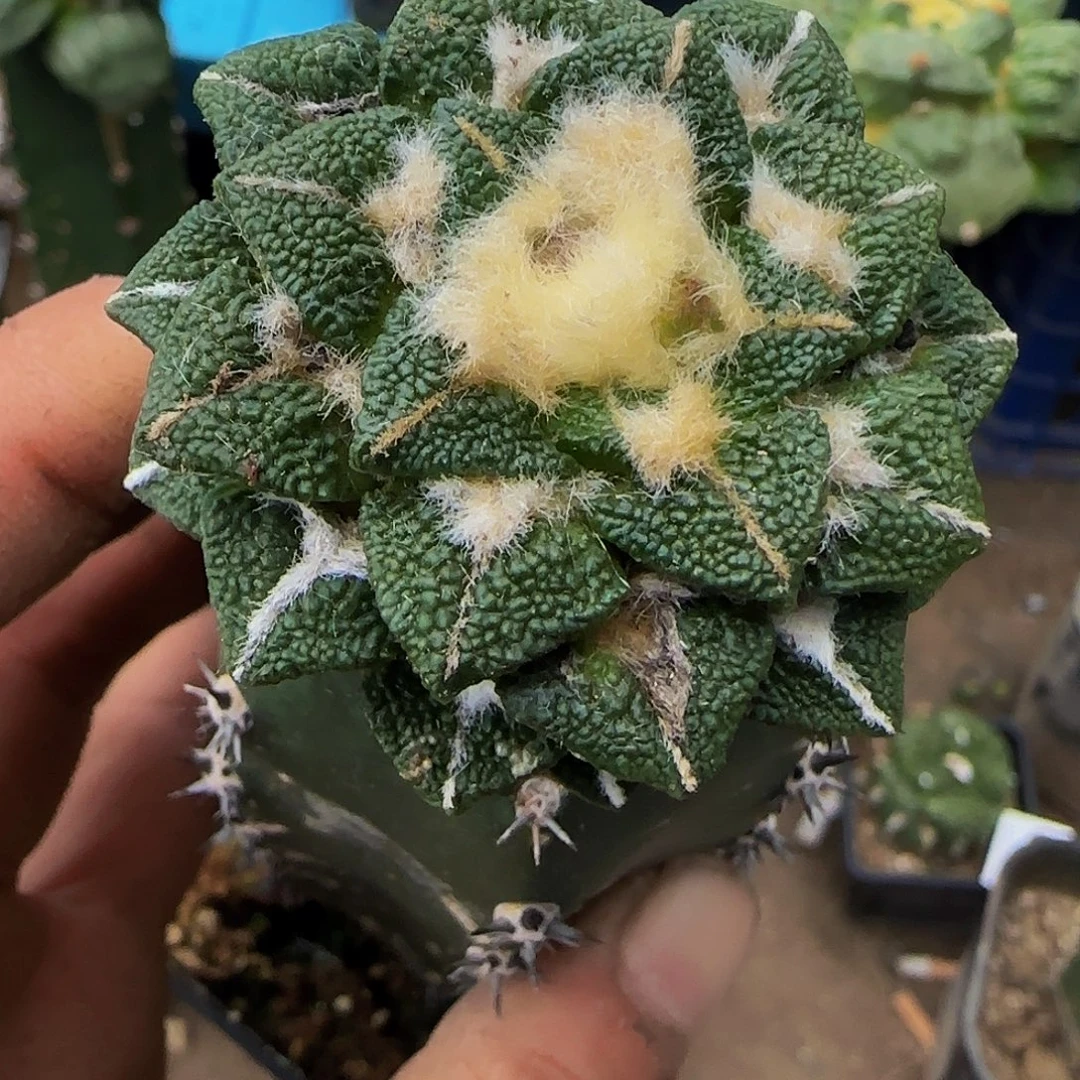 颗粒大尤黑牡丹417