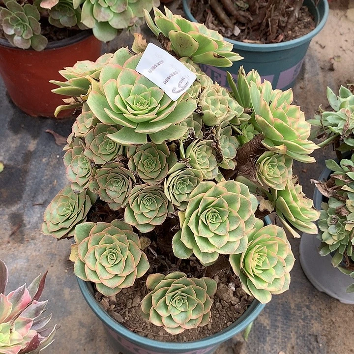 多肉植物金秋779号