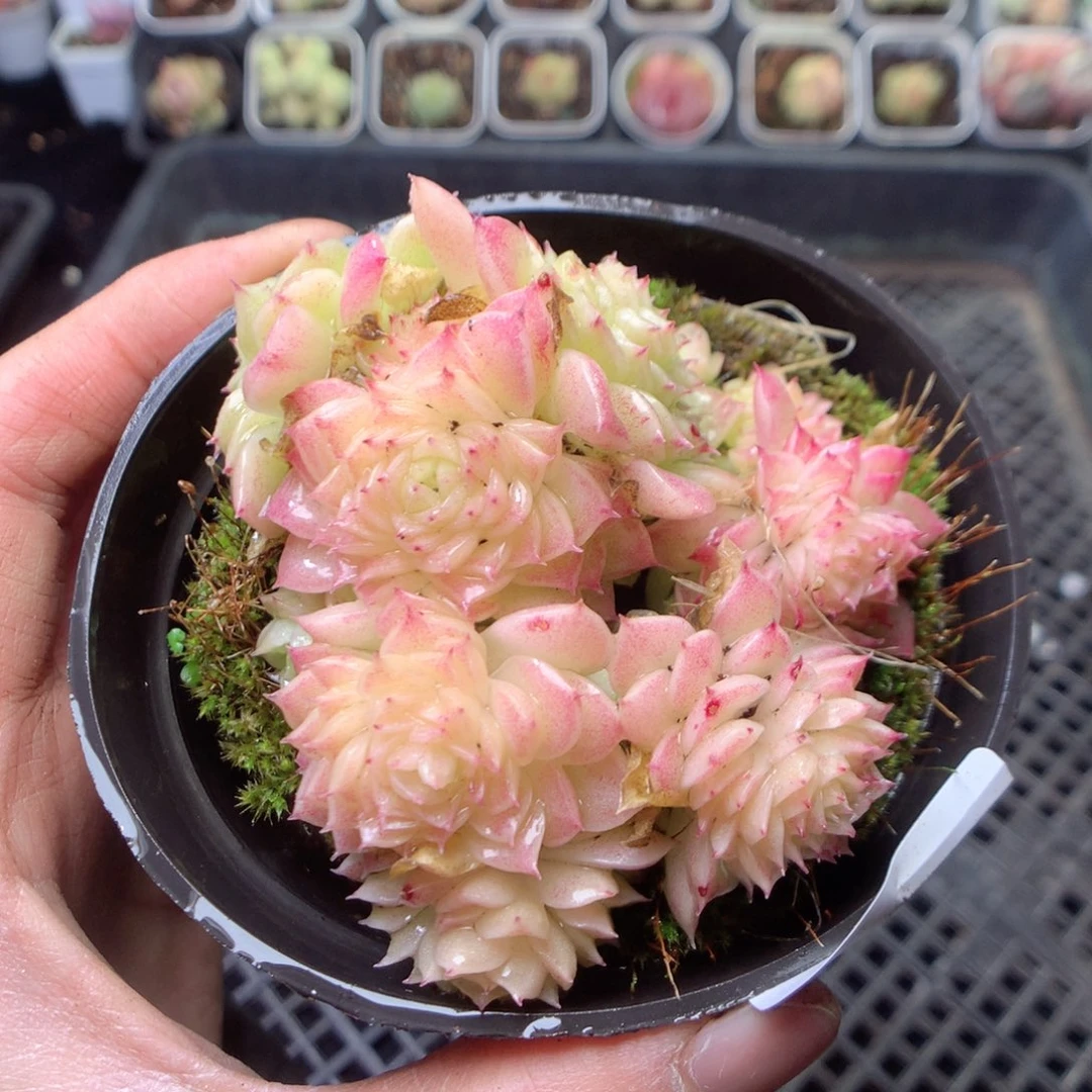 无花朵W76。yyyyyyyy