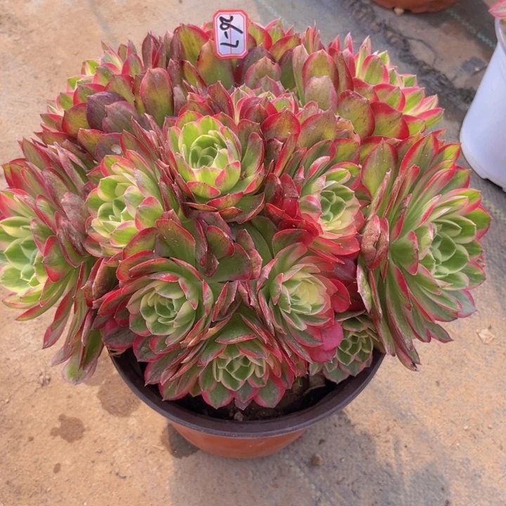 26-7海王朵朵处理不售后多肉