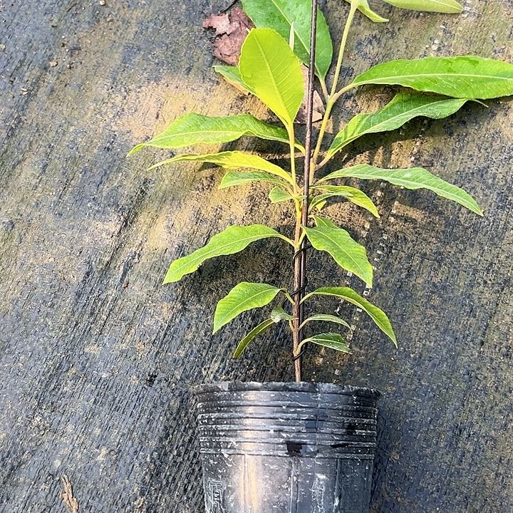 国***华金钻凤梨36847966898