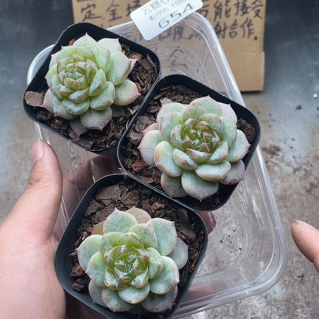 云糖心多肉植物654