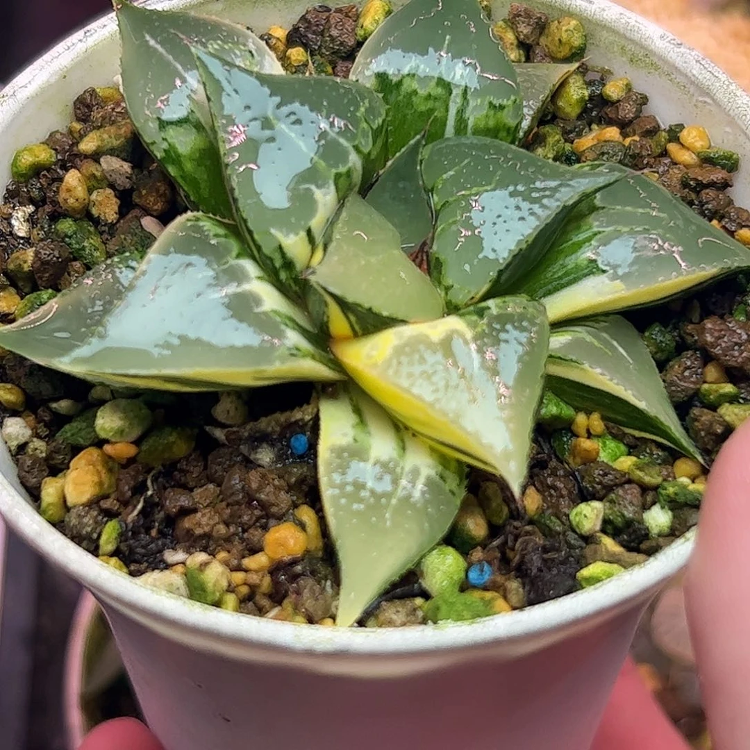 酒吞童子母本锦八公分