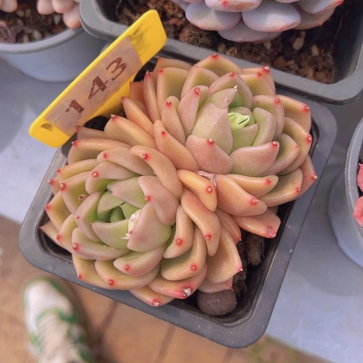 健健康康平平安安