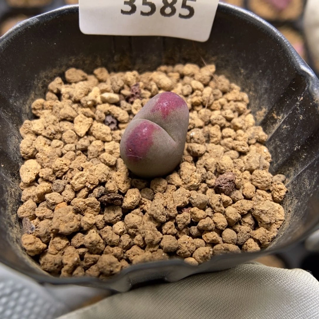 多肉植物肉锥杂交K-3585（1.2）将杂