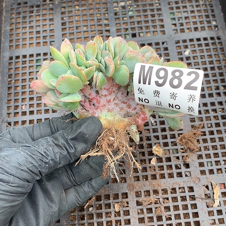 白桃缀化 有侧切 大板子