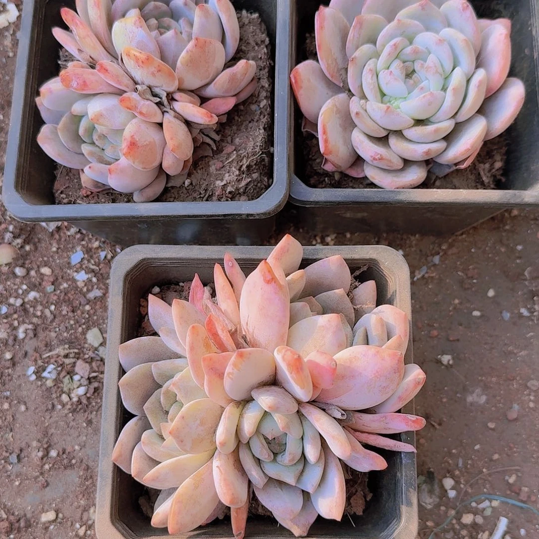 160盆大橙子3颗1组红色