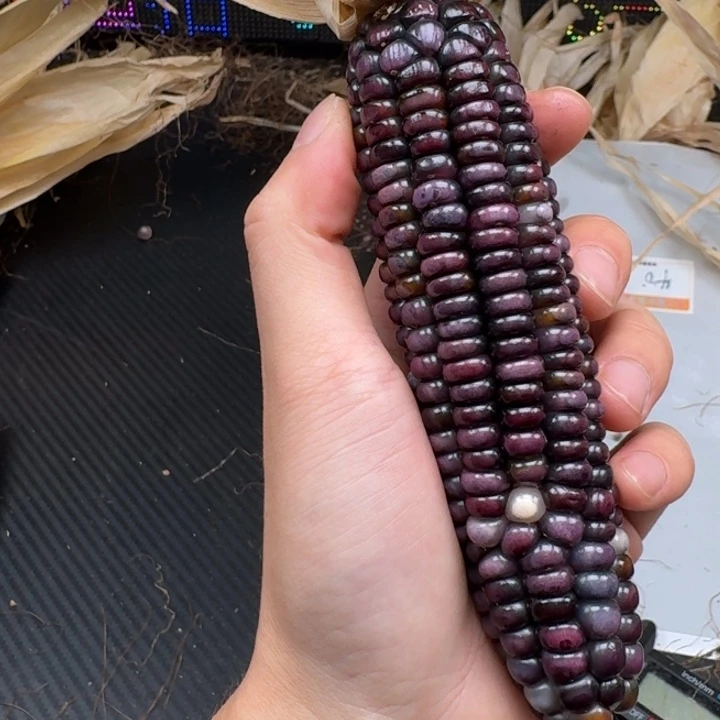 子***无柏香籽/百香籽吊坠