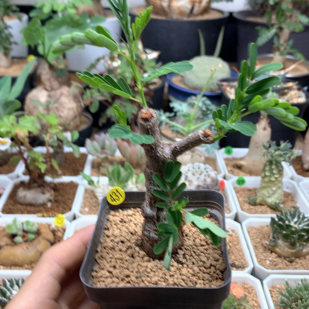 实生沙漠苏木带盆发货