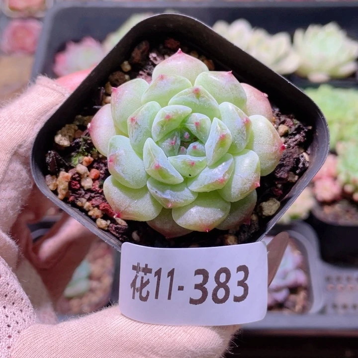 花利美11-383秘境冰魄