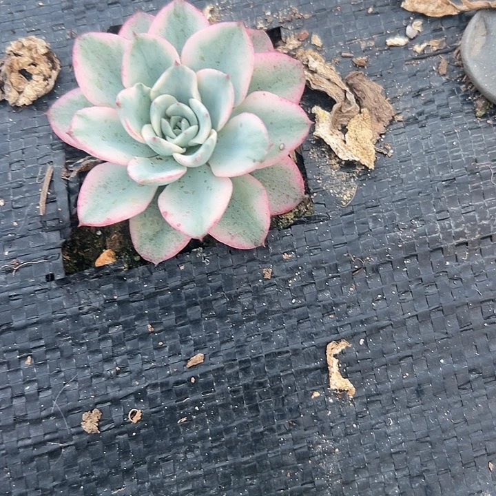 多肉植物奶油黄桃锦