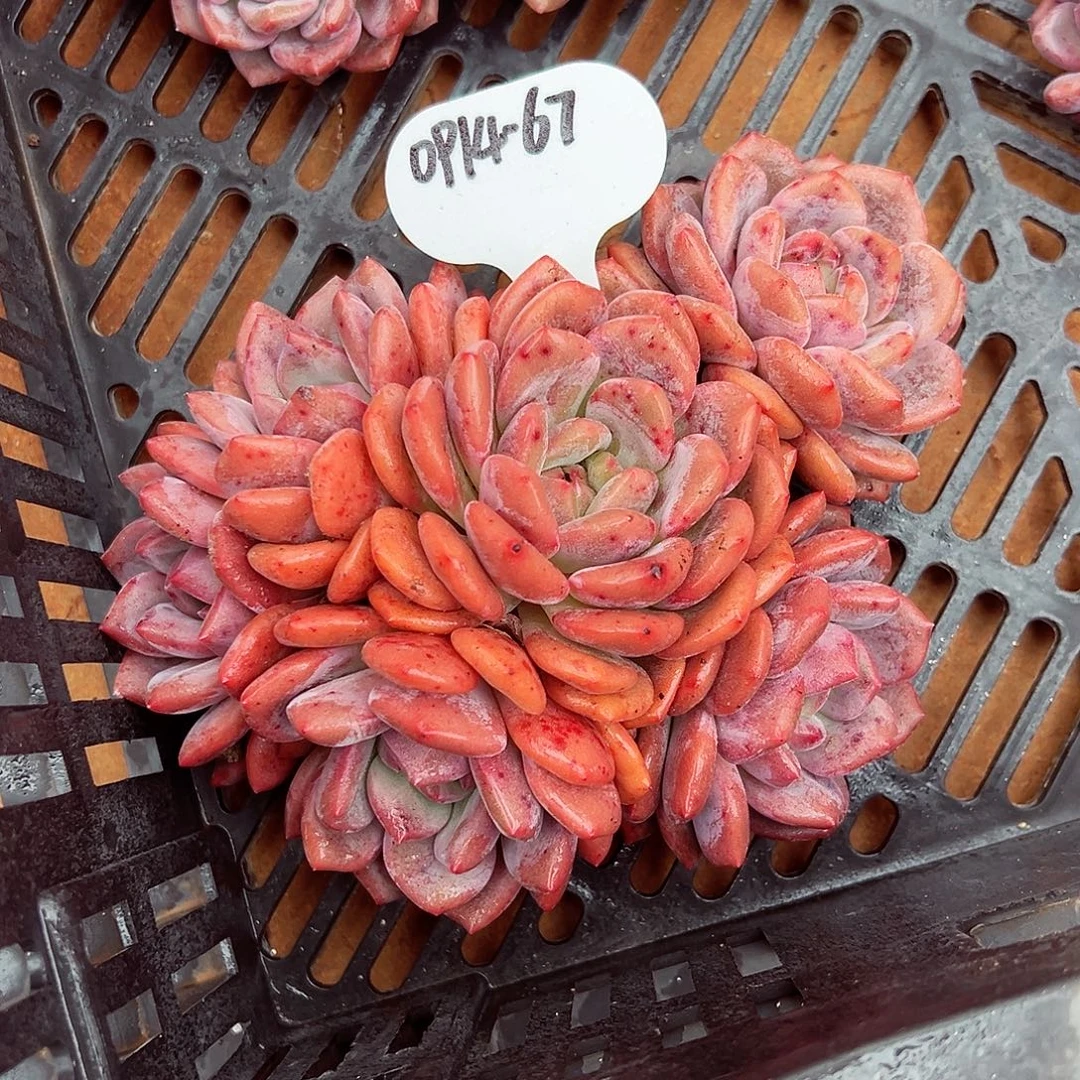 0914-67绝绝子爱丽儿