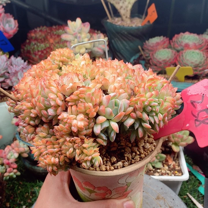 多肉植物一物一拍258