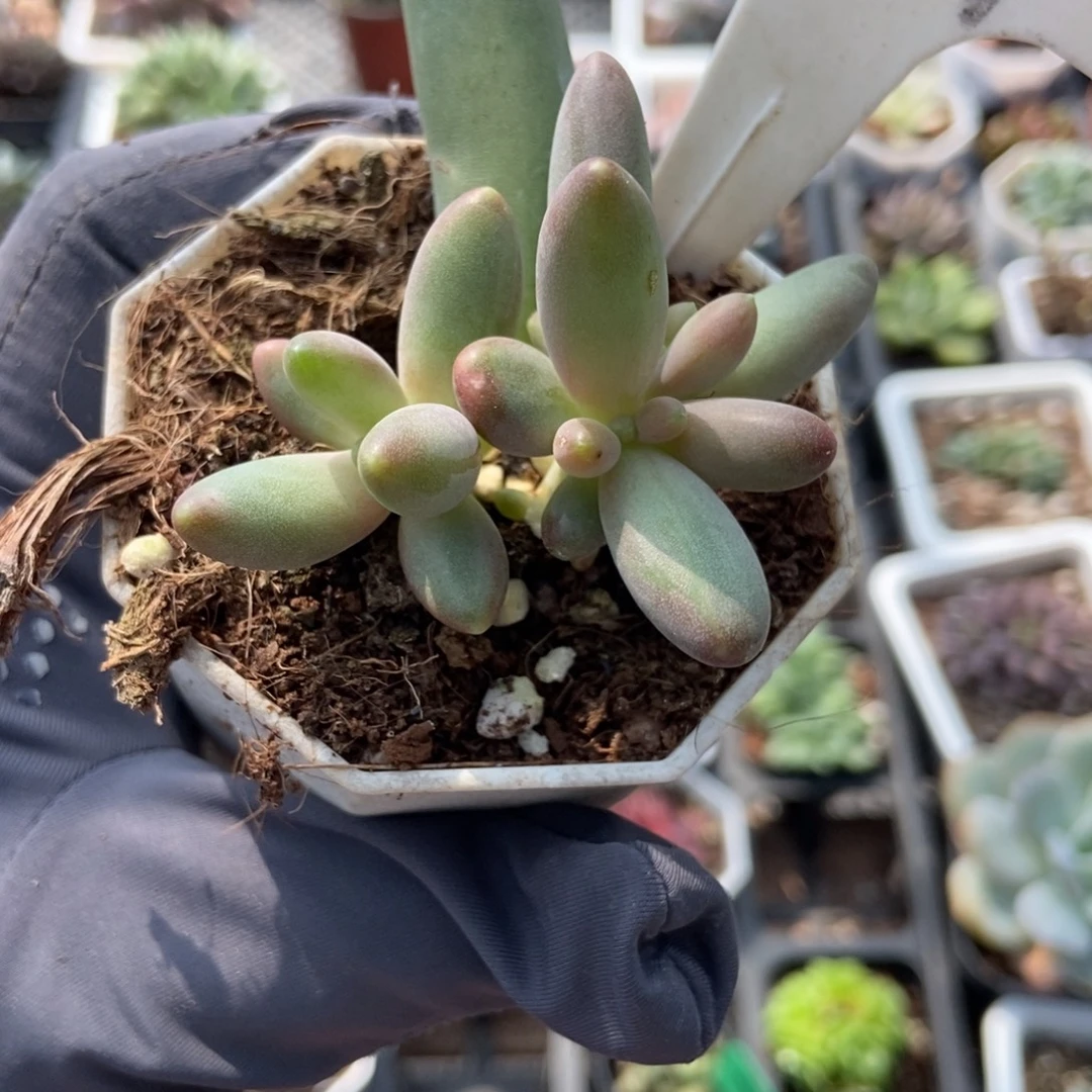 1019烟花多肉植物
