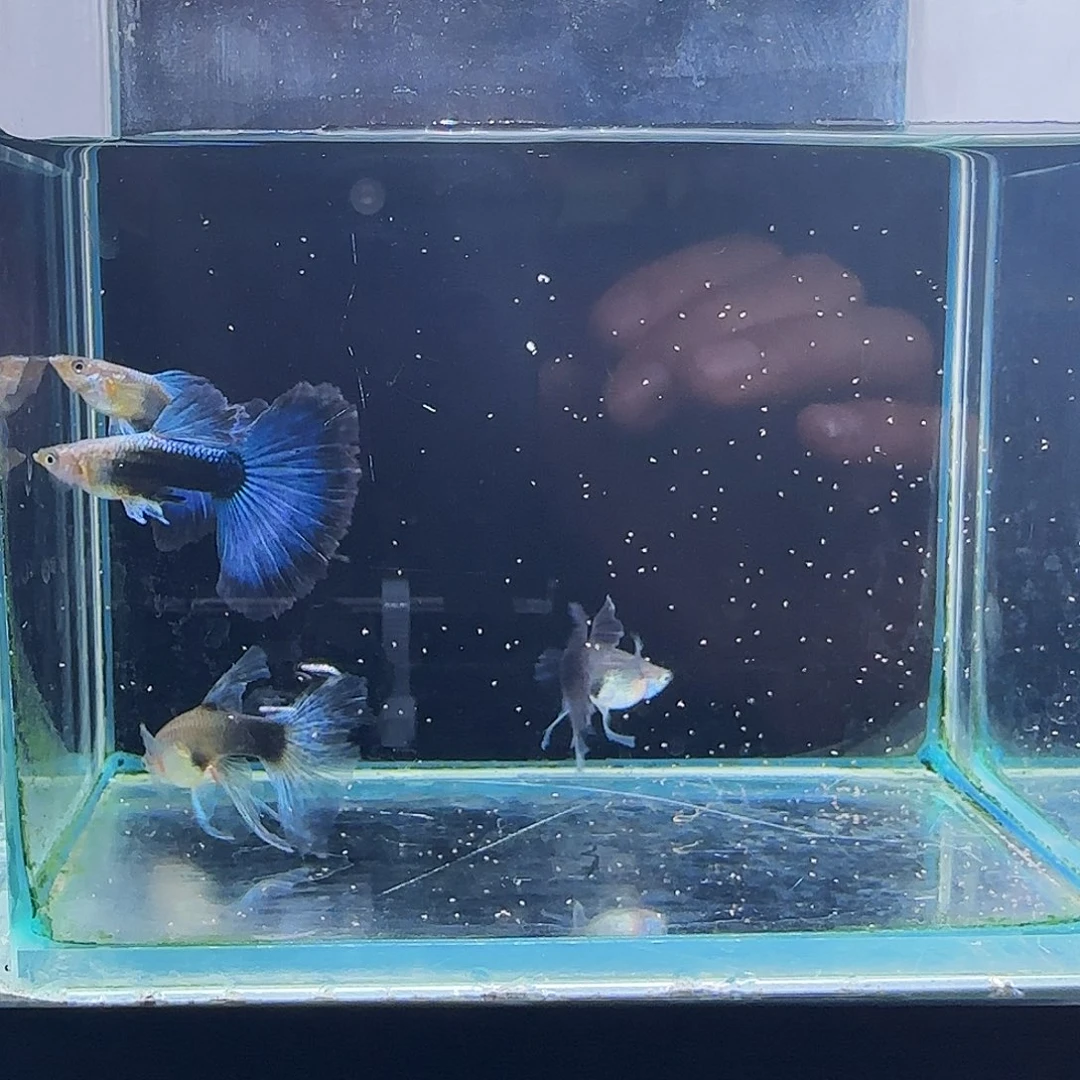 孔雀鱼蓝礼服绒球2对