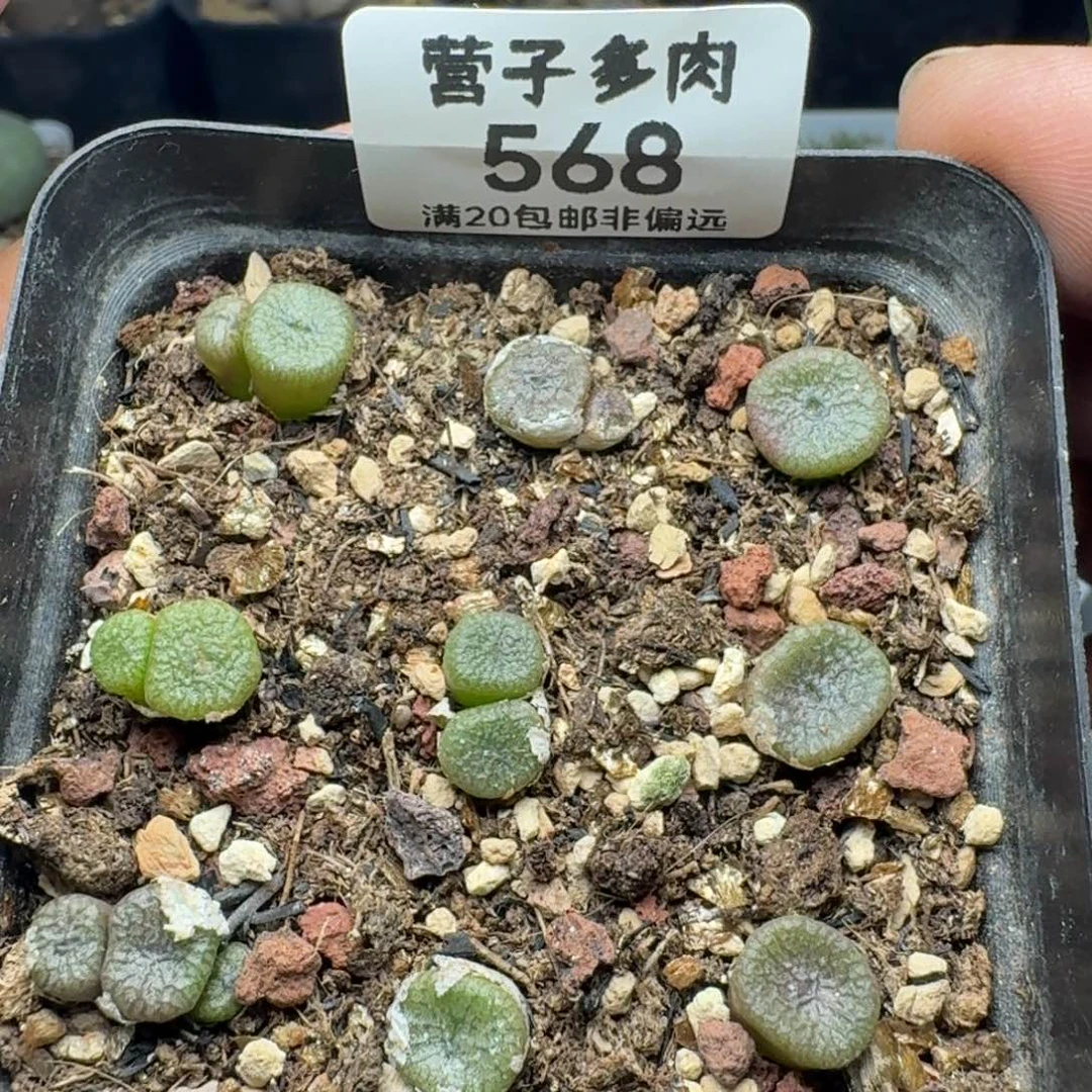 蜜枣铜壶带盆土