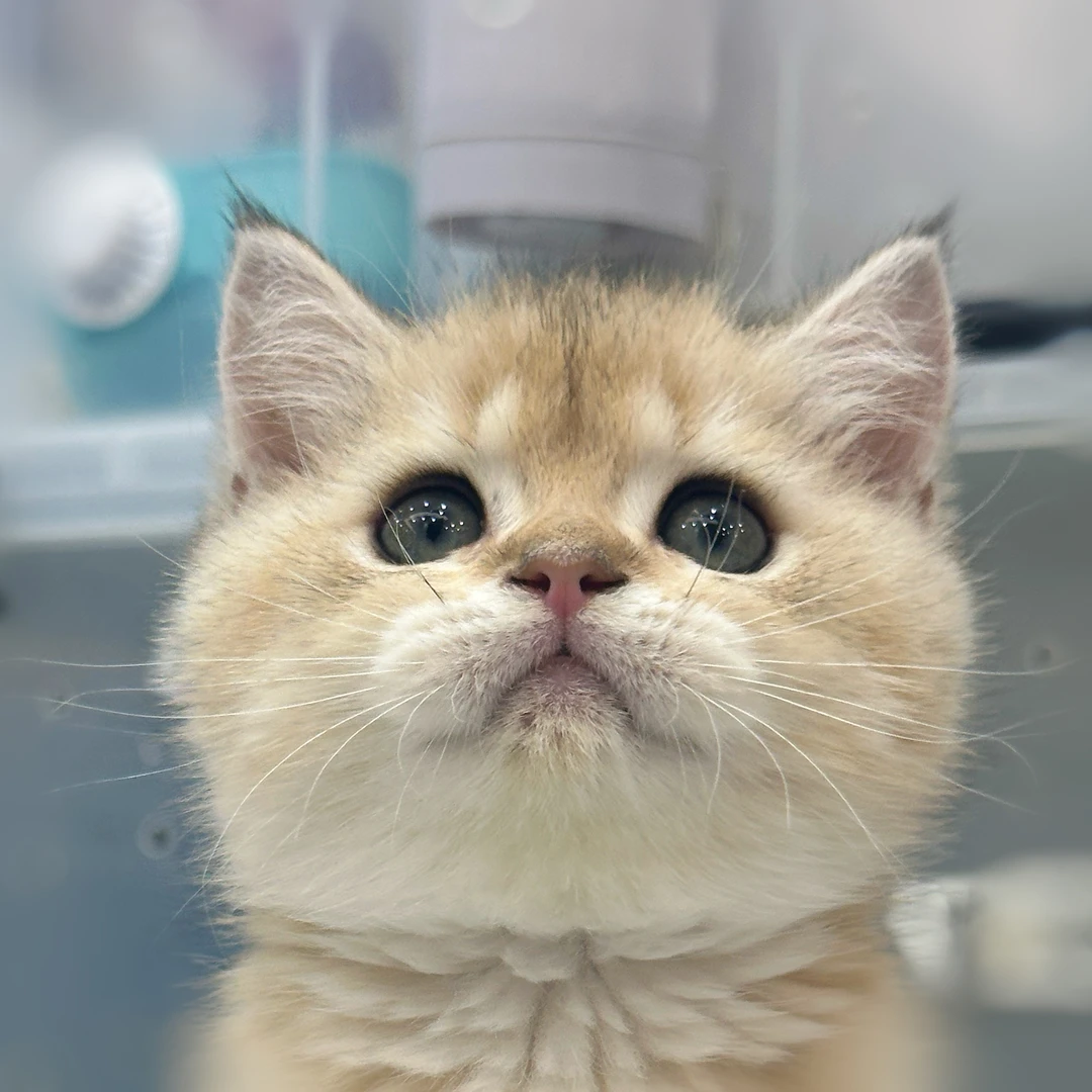 来了姊妹-金渐层英短猫-弟弟-2010