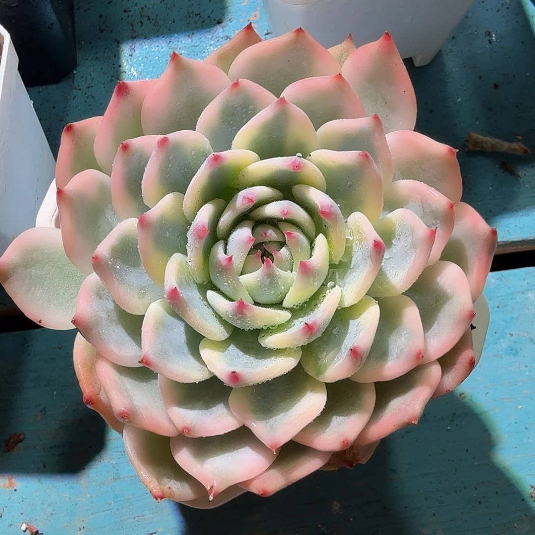 ?****界吉娃娃锦，多肉植物