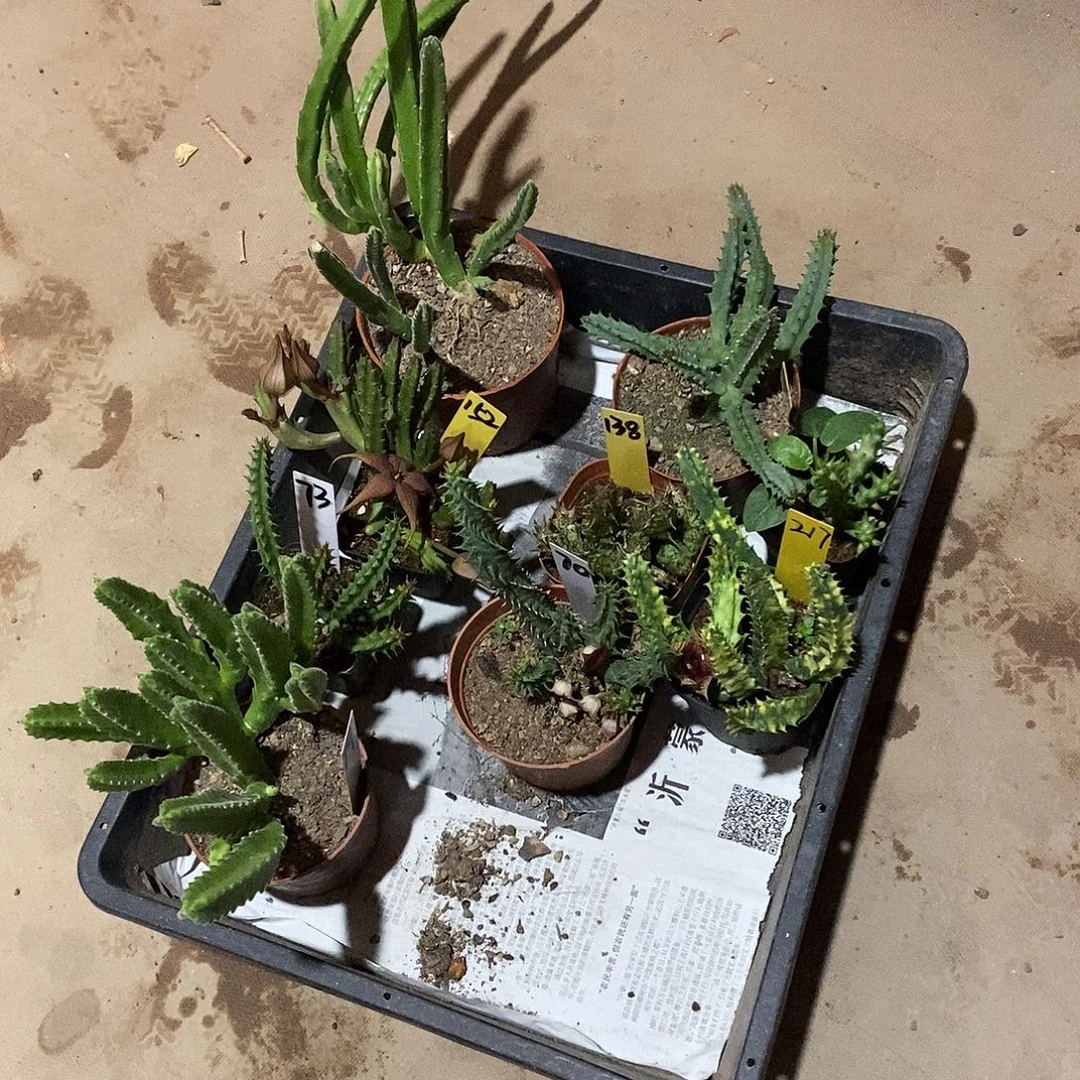 5***9罗摩一筐罗摩罗摩