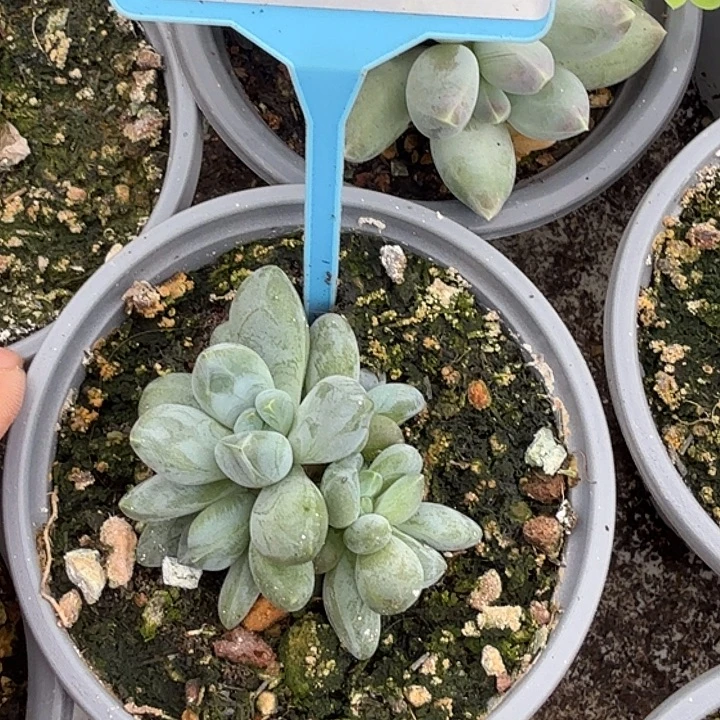 啊蒂斯托一物一拍544