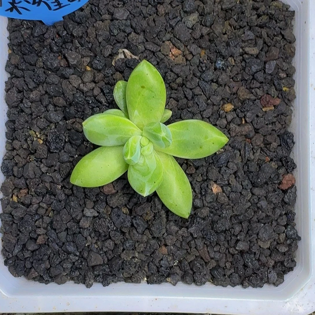 朵唯奇 单头 一物一拍