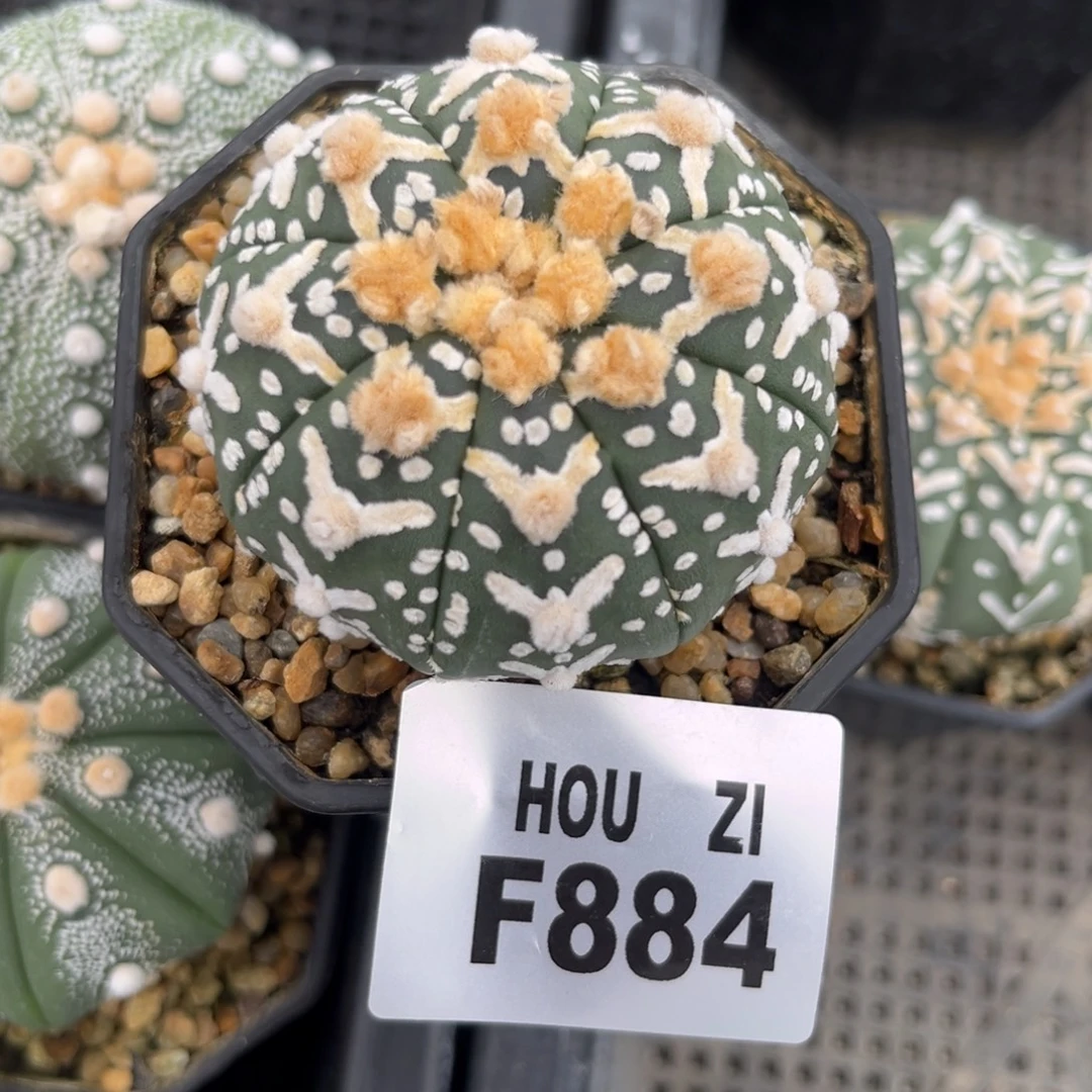 F884十月二十五多肉植物