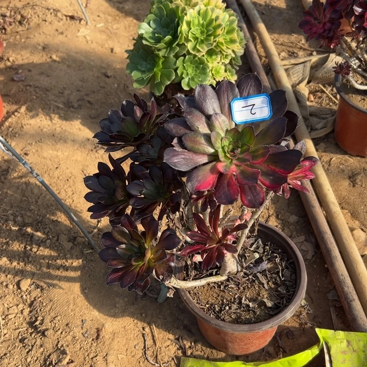 多肉植物偏头2法师