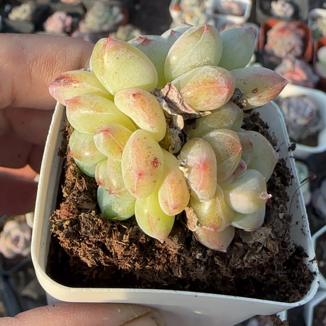 小卡拉米糖心一物一拍