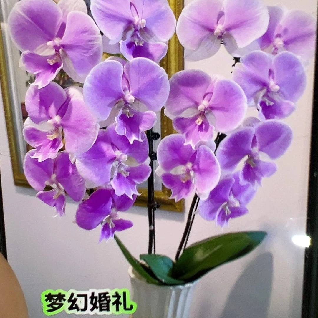 当前无花栽培后可以开花浮力梦幻婚礼浮力请凑单一颗不发货