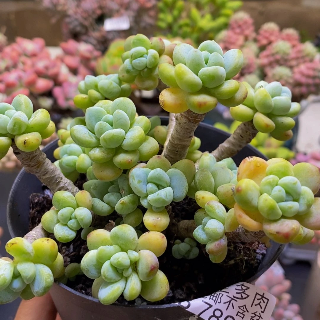 789樱花罗琦10cm多肉不包整
