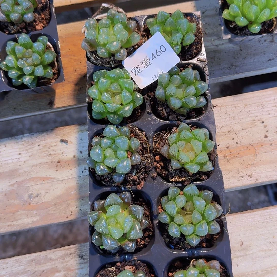 直播福利一物一拍460