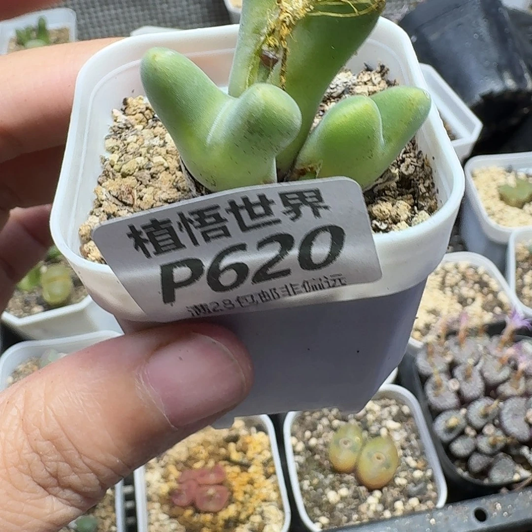 多肉植物的啊fbnn